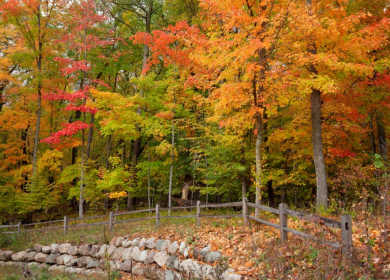 A Guide to Fall Foliage Around Moultonborough